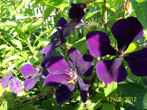clematis fiolet-purp.